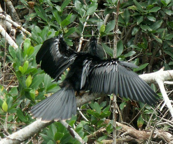 Click to See Next Image